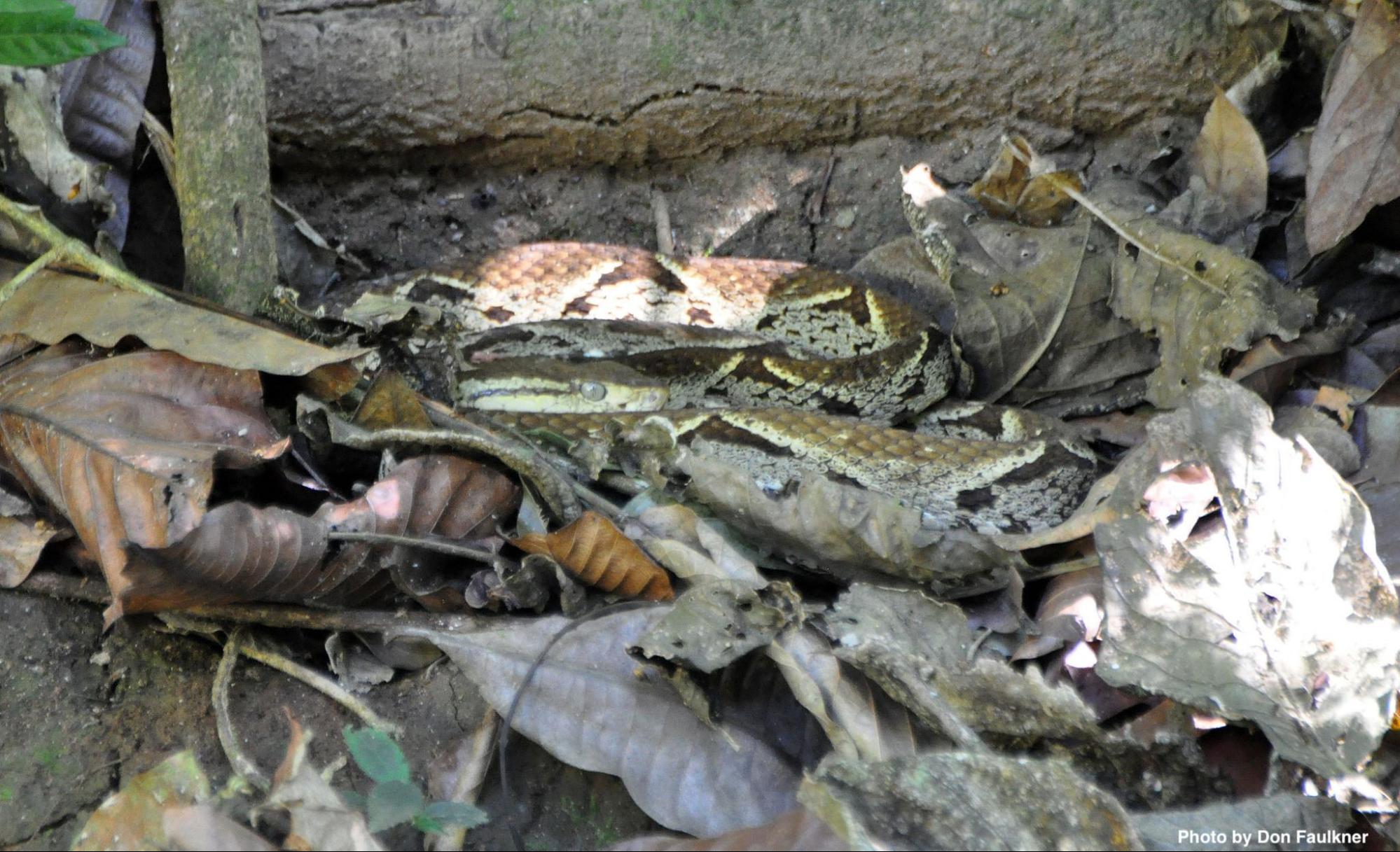 Venomous Snakes of Costa Rica