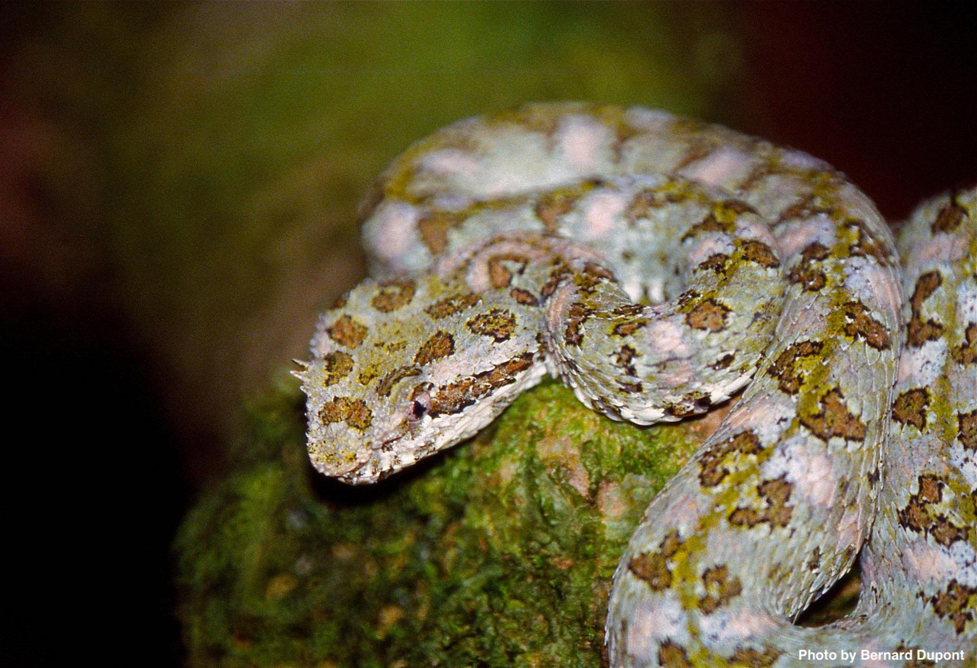 poisonous snakes in costa rica