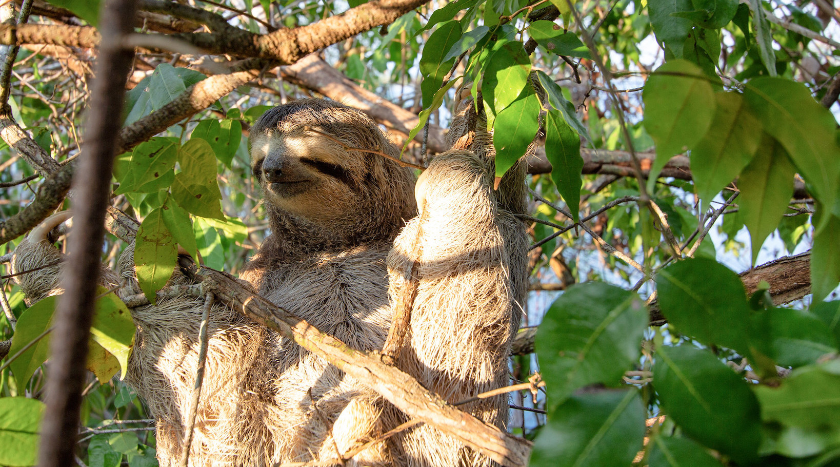 Sloth Sightings