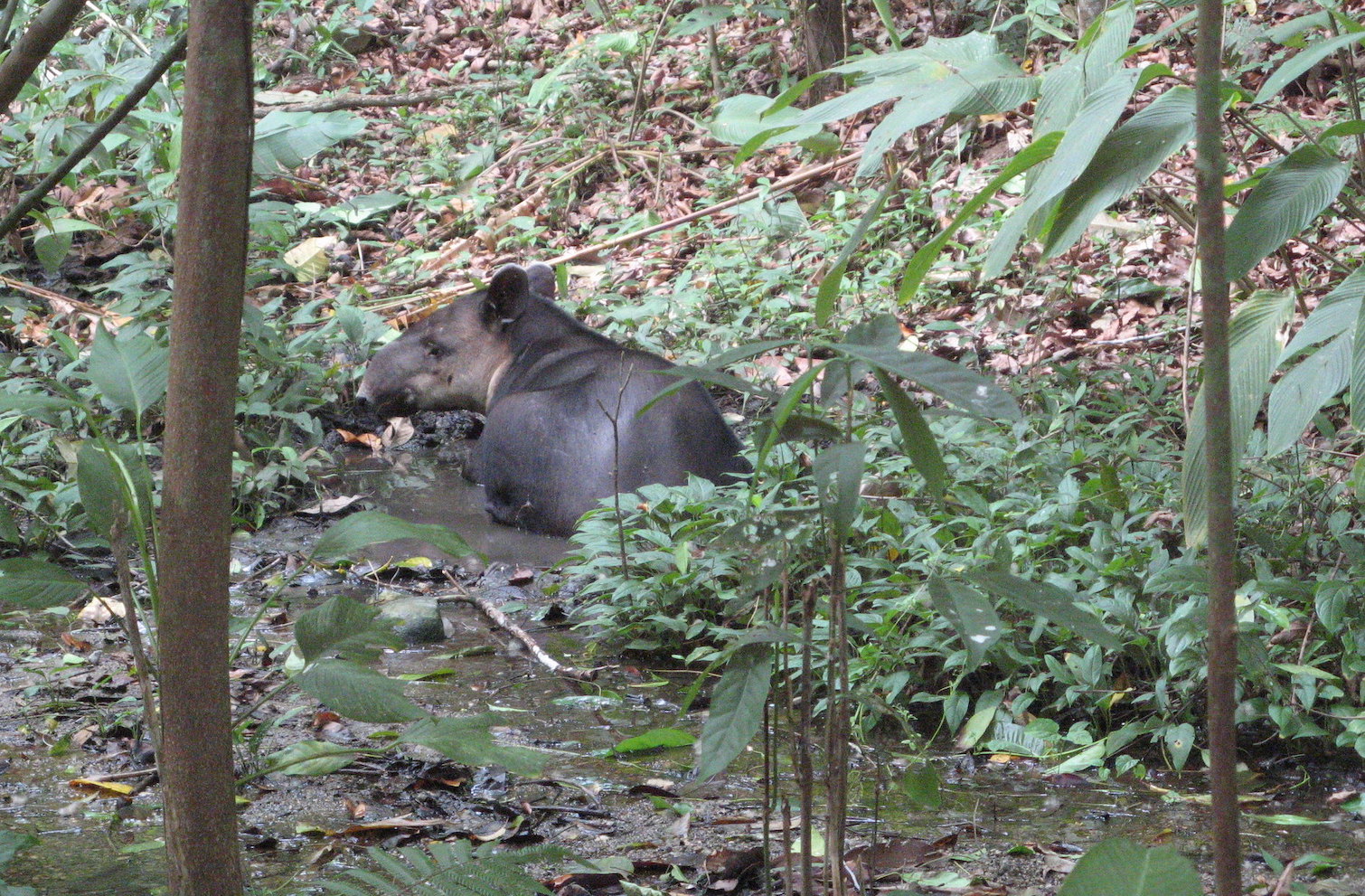 tapirs-costa-rica-s-fantastic-beasts-casa-roja