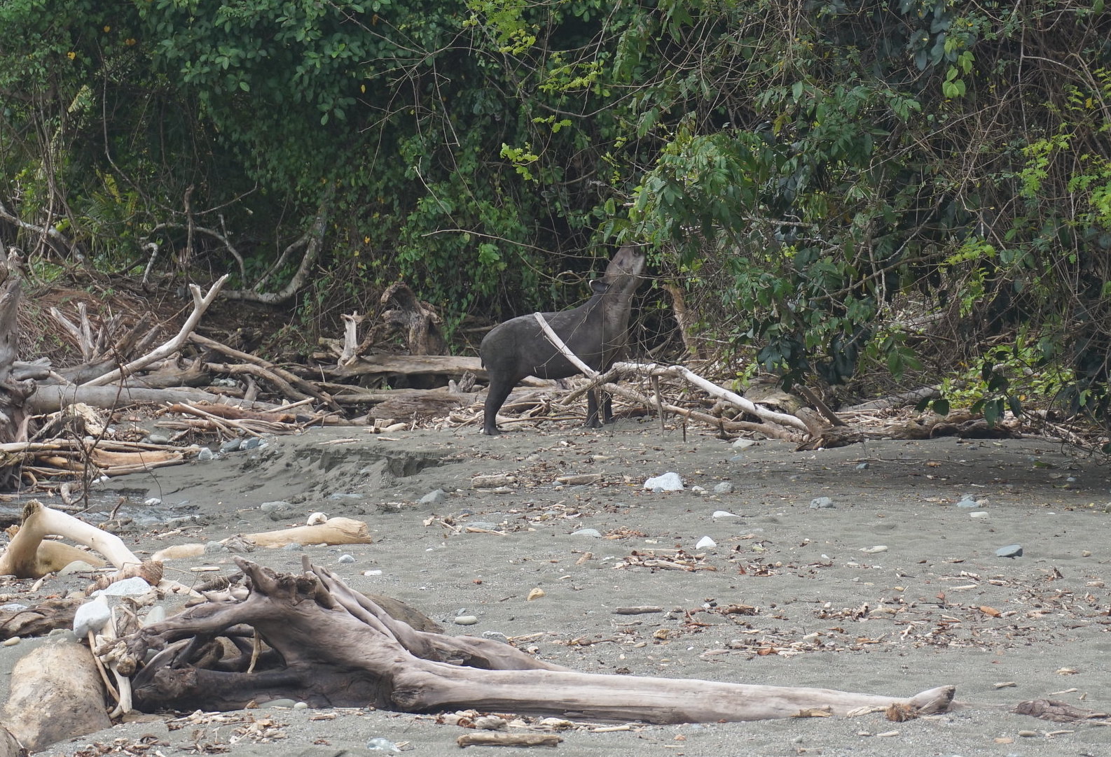 tapirs-costa-rica-s-fantastic-beasts-casa-roja