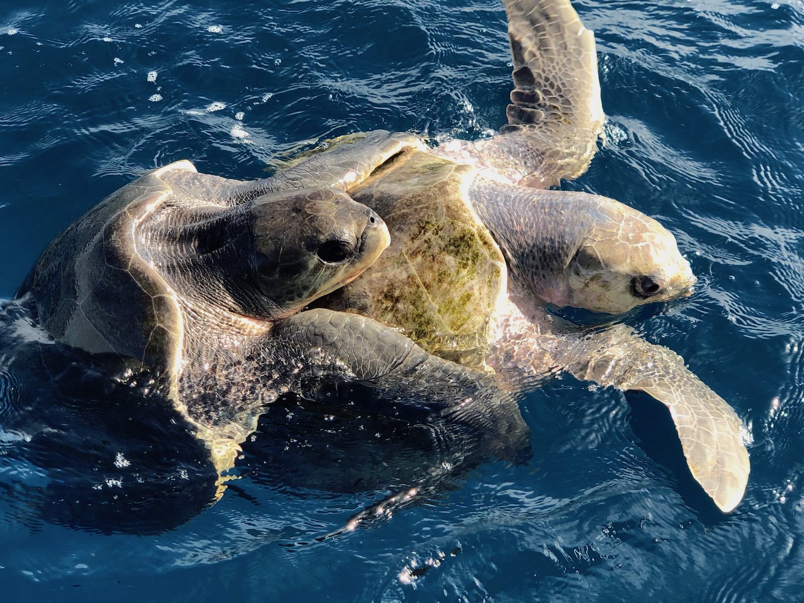 Sea Turtles of Costa Rica Casa Roja