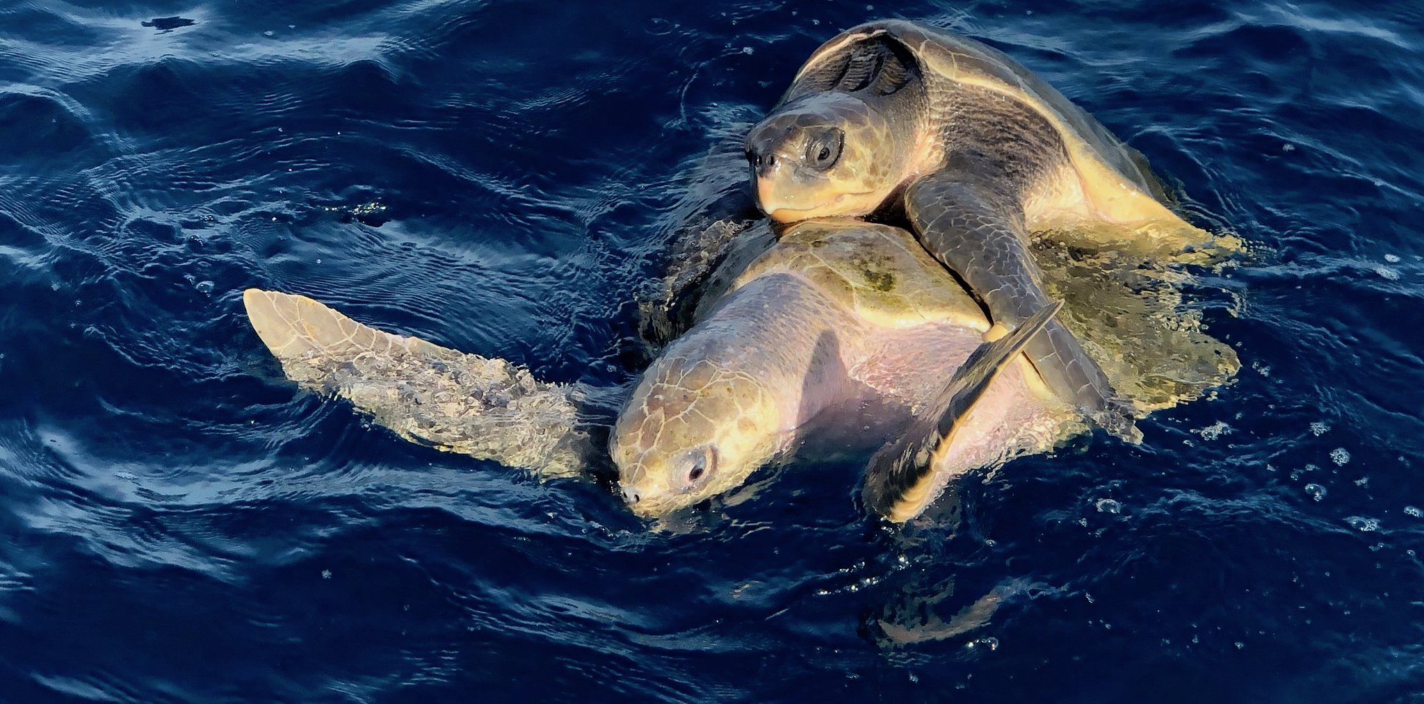 Sea Turtles of Costa Rica