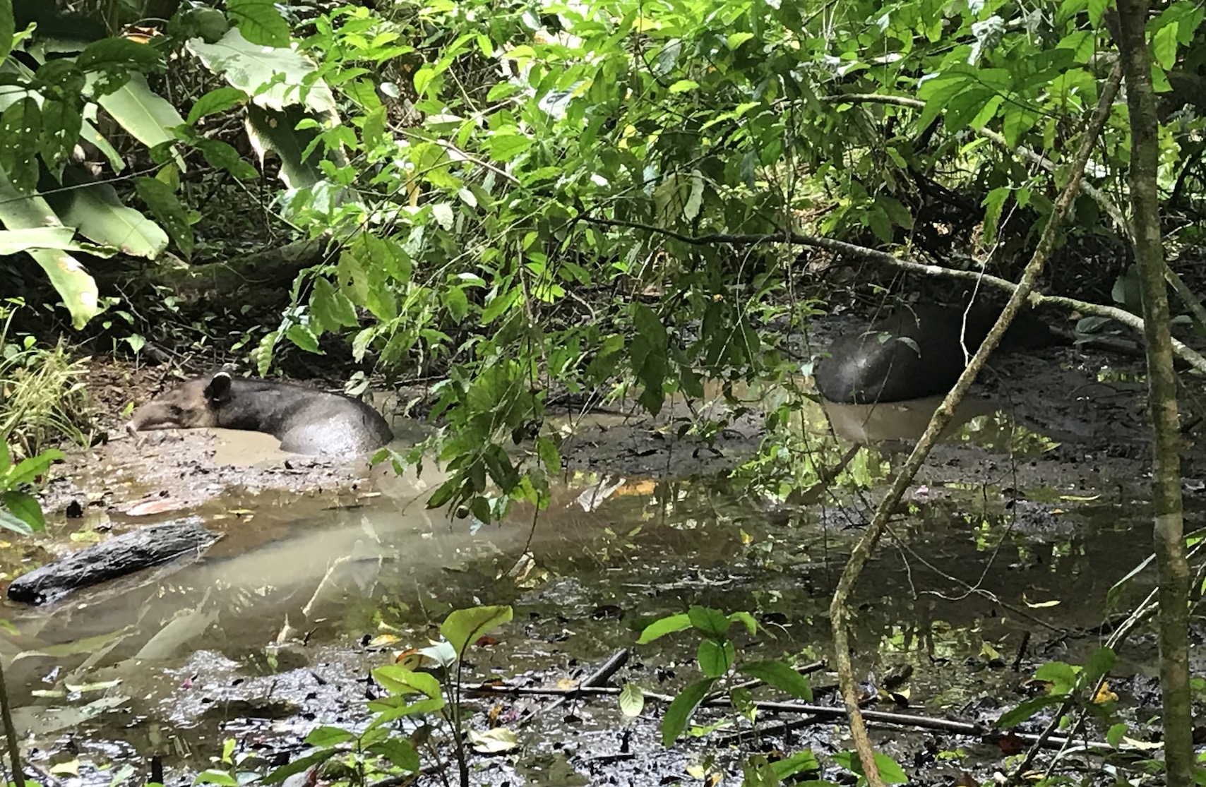 tapir-in-costa-rica-dieren-costa-rica-midden-amerika