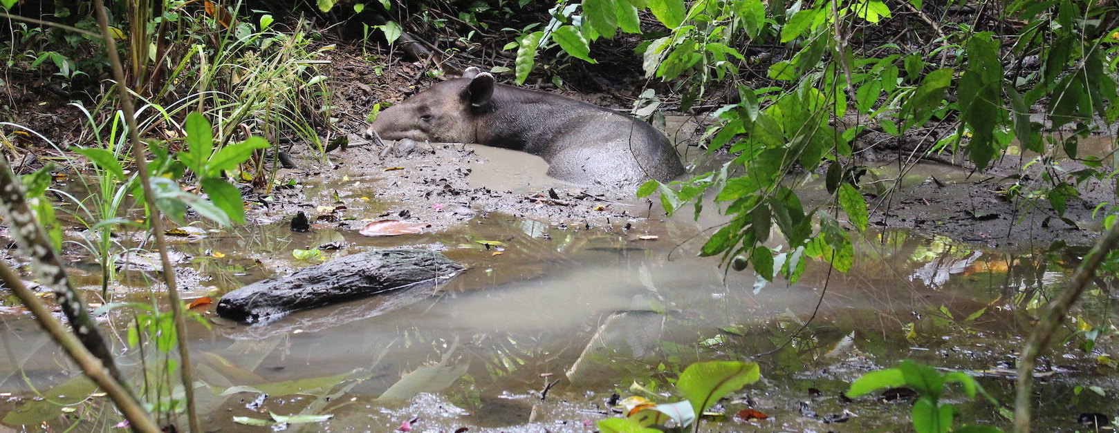 Tapirs: Costa Rica’s Fantastic Beasts