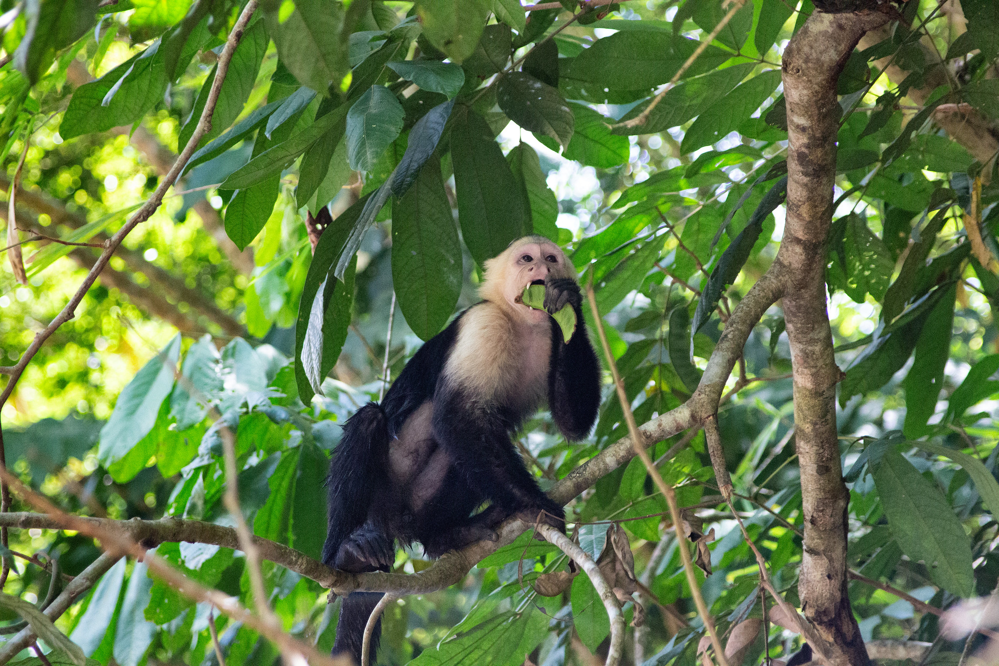 are capuchin monkeys smart
