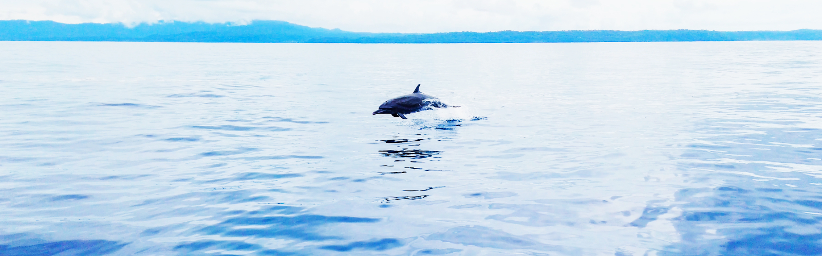 Corcovado and Canos Island, The Most Popular Day Tours for Visitors to the Osa Peninsula, Including Casa Roja Guests