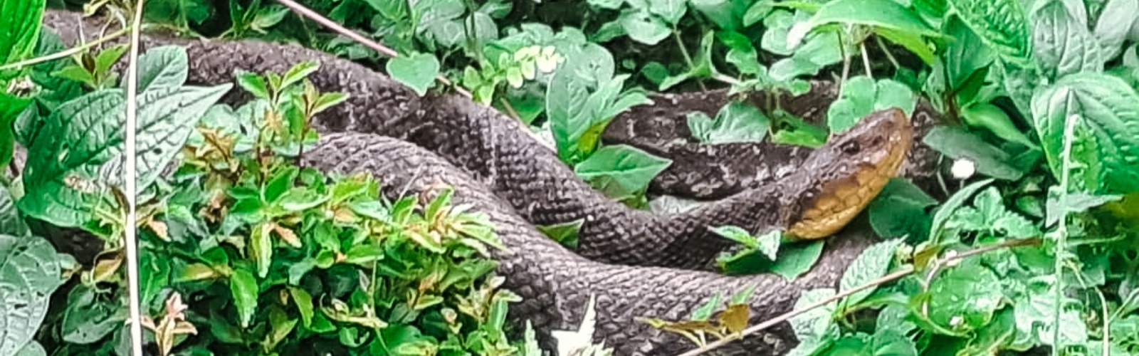 Venomous Snakes in Costa Rica: What Visitors Need to Know