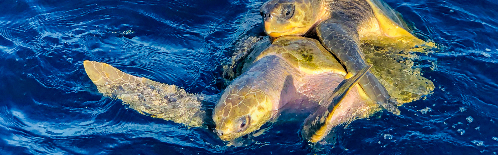 The Secret Life of Sea Turtles: Southern Costa Rica’s Hidden Nesting Grounds