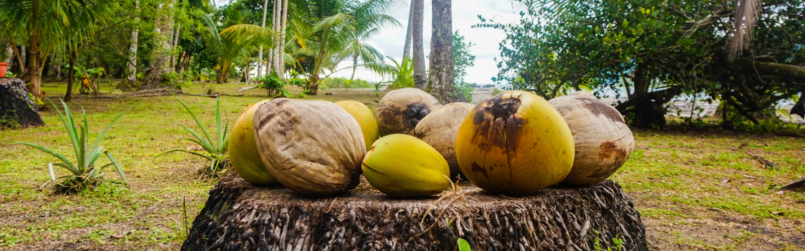 Loco for Coco: Costa Rica’s Natural Energy Drink
