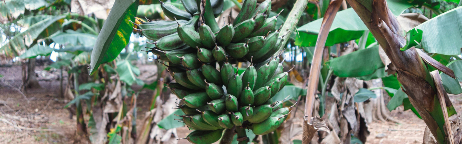 Not Just a Banana: Discovering the Magic of Plantains