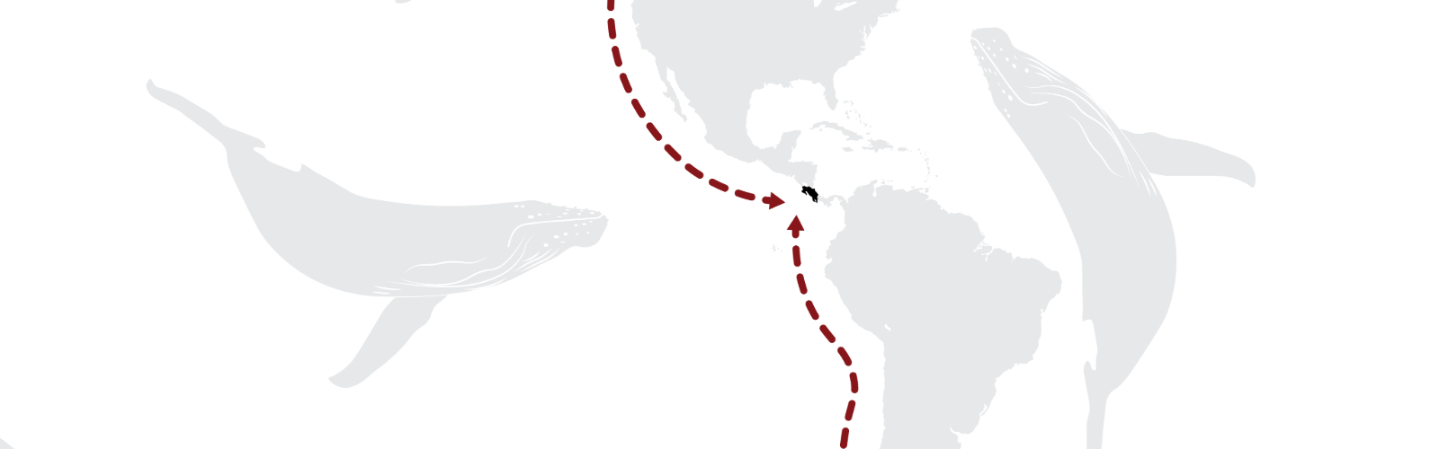 Whale Wonders: Front-Row Seats at Casa Roja